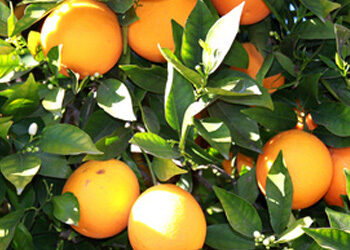 Dentavim 5 Dentavim - Image 5